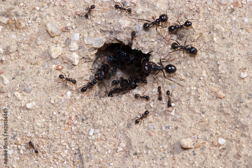 owad entomologia makro zbliżenie przyrody zwierzęcy szczegóły przyrodzie wild na zewnątrz lato owad entomologia makro zbliżenie przyrody zwierzęcy szczegóły przyrodzie wild na zewnątrz lato