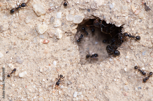 owad entomologia makro zbliżenie przyrody zwierzęcy szczegóły przyrodzie wild na zewnątrz lato  photo