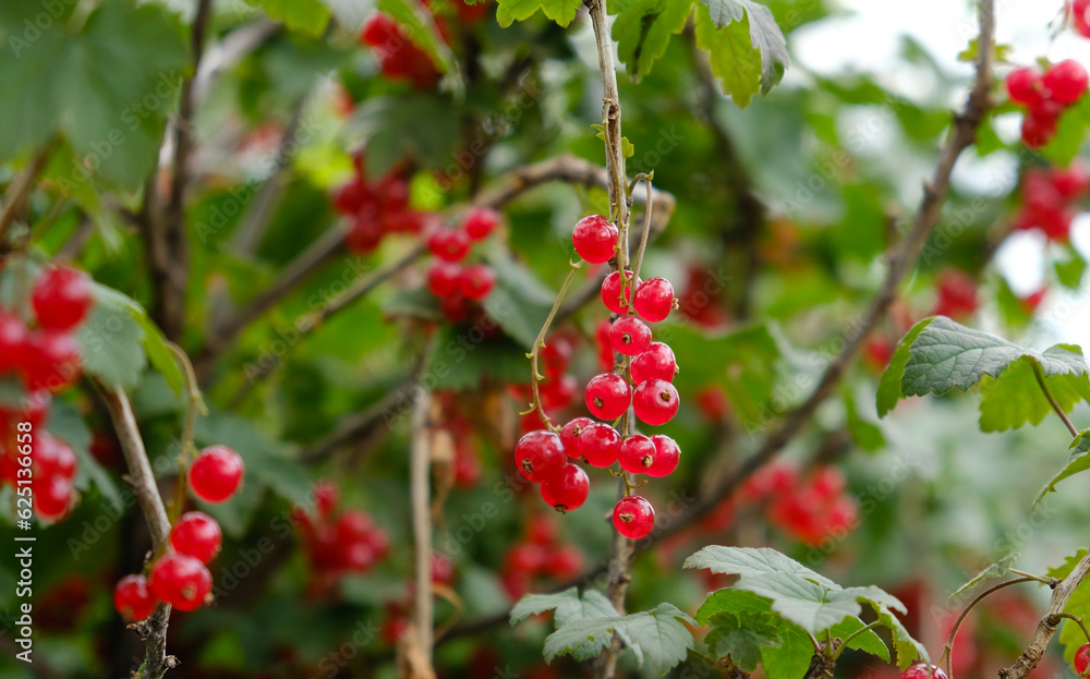Clusters of ripe red currants hang on a bush. Healthy food concept. Growing plants and berries in the garden. The berries of red currant as a nutrition with vitamins for vegan. Clusters of ripe red currants hang on a bush. Healthy food concept. Growing plants and berries in the garden. The berries of red currant as a nutrition with vitamins for vegan.