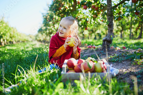Adorable preschooler girl picking red and yellow ripe organic apples
