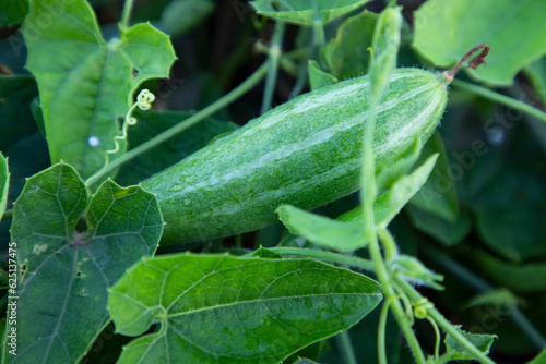 Pointed gourd growing in the garden. selective Focus