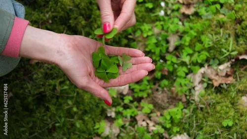 foraging edible herbs in spring