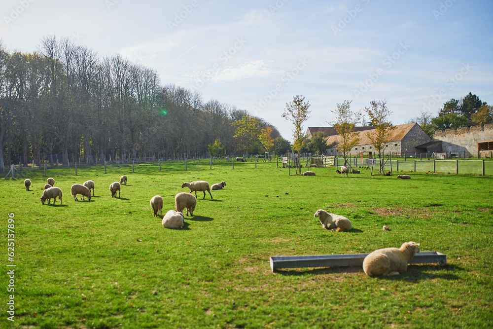 Fototapeta premium Sheep grazing on pasture at farm in France