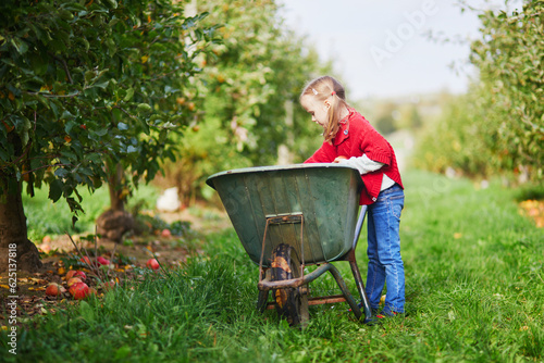 Adorable preschooler girl picking yellow ripe organic apples