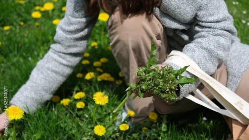 foraging edible herbs in spring: Dandilion 