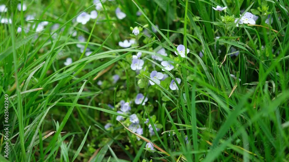 foraging edible herbs in spring: Veronica teucrium foraging edible herbs in spring: Veronica teucrium
