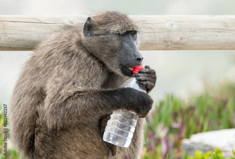 Obraz premium Chacma baboon (Papio ursinus) or Cape baboon sitting on a fence opening a water bottle screw top after he has stolen it from a tourist in Cape Point nature reserve, South Africa