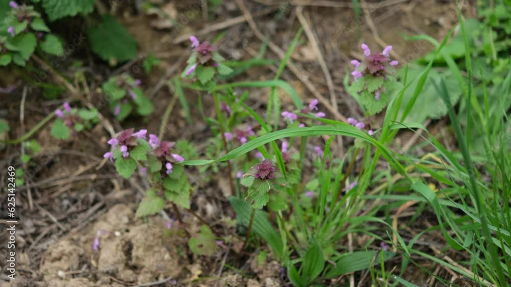 Red Dead-Nettle (Lamium purpureum) Growing Wild Red Dead-Nettle (Lamium purpureum) Growing Wild