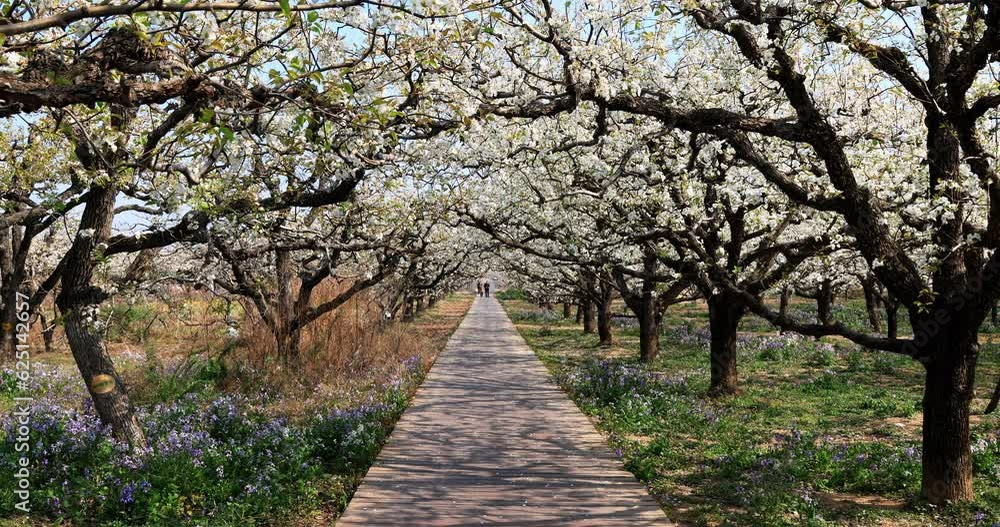 Dangshan County pear is famous in China. Most of the pear trees in this 10,000 mu pear garden are hundreds of years old, and the old pear trees are dry, their skin is like ink. In March spring, sudden Dangshan County pear is famous in China. Most of the pear trees in this 10,000 mu pear garden are hundreds of years old, and the old pear trees are dry, their skin is like ink. In March spring, sudden