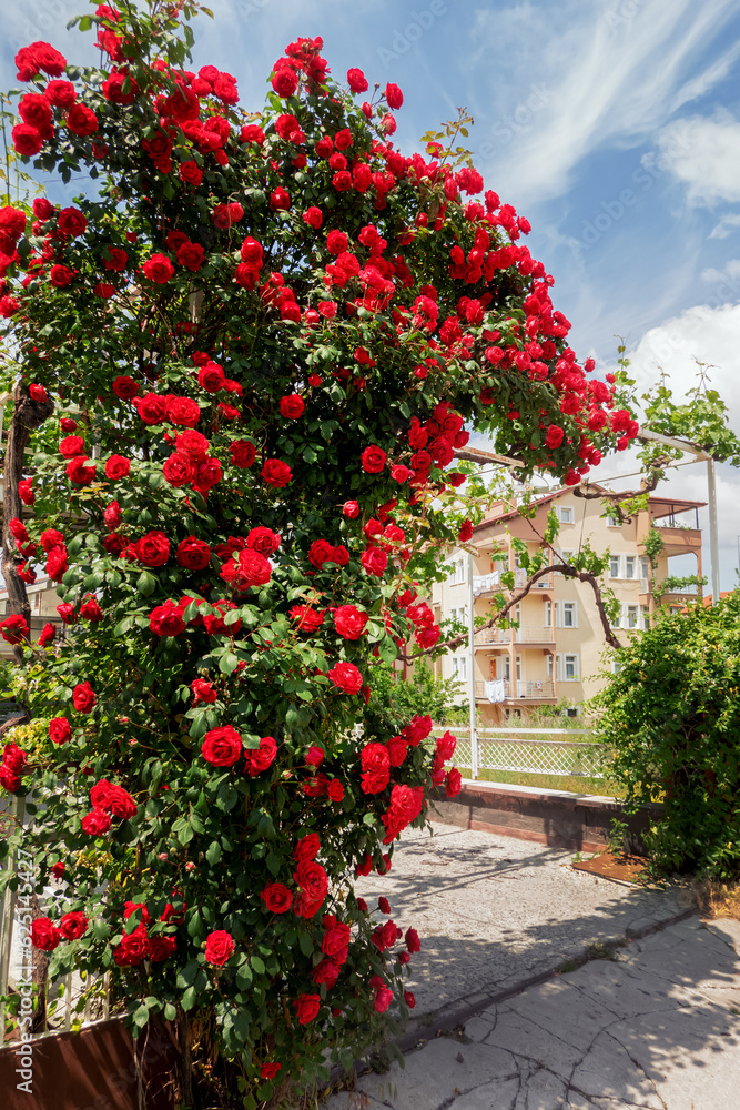 Hedge pergola entwined with branches of red rose flowers, growing rose bushes