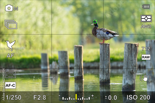 Bird eye focus detection in a camera viewfinder with the photographic settings