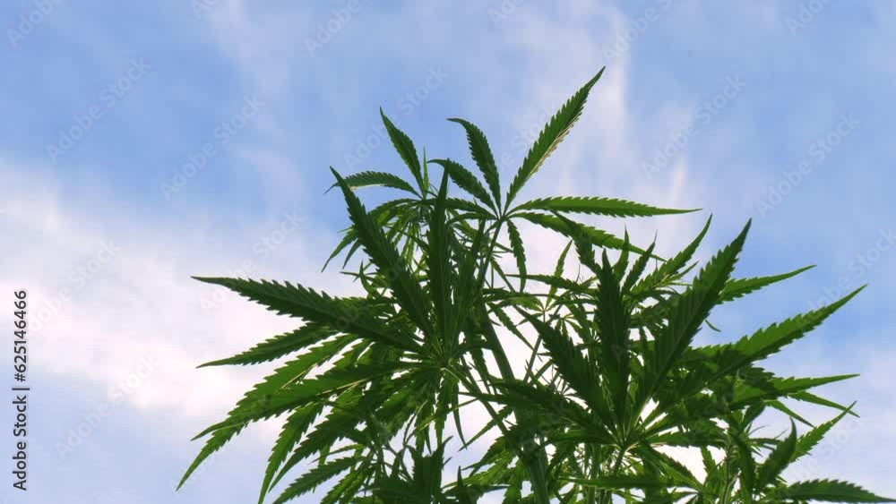Cannabis bush close-up against the blue sky. Hemp bottom view. Ripe marijuana leaves. Cannabis bush close-up. Cultivation of hemp fields. Irrigation and cultivation of cannabis. Leaves background. Cannabis bush close-up against the blue sky. Hemp bottom view. Ripe marijuana leaves. Cannabis bush close-up. Cultivation of hemp fields. Irrigation and cultivation of cannabis. Leaves background.