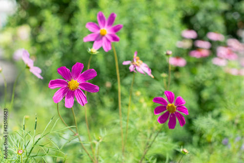 Decorative Pink Flowers with blurred background. Cosmos flowers  Cosmea.