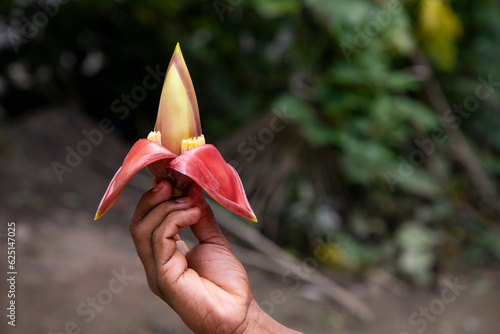 Banana flower in hand, Bangladesh. (Scientific name Musa acuta)
