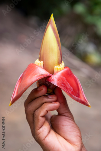 Banana flower in hand, Bangladesh. (Scientific name Musa acuta)