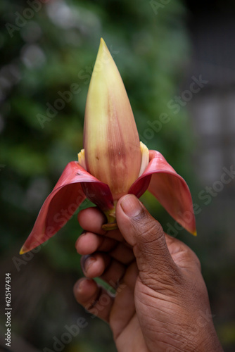 Banana flower in hand, Bangladesh. (Scientific name Musa acuta)