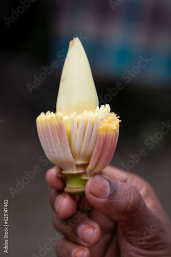 Banana flower in hand, Bangladesh. (Scientific name Musa acuta)