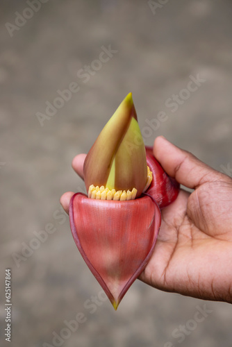 Banana flower in hand, Bangladesh. (Scientific name Musa acuta)