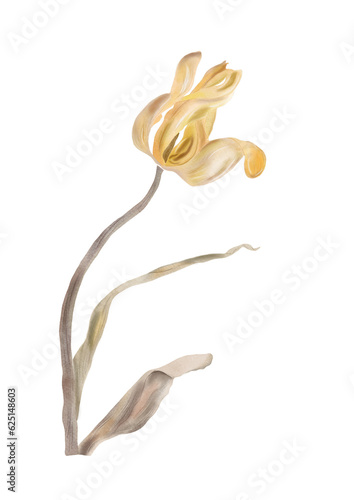 Yellow Tulip Flower Watercolor