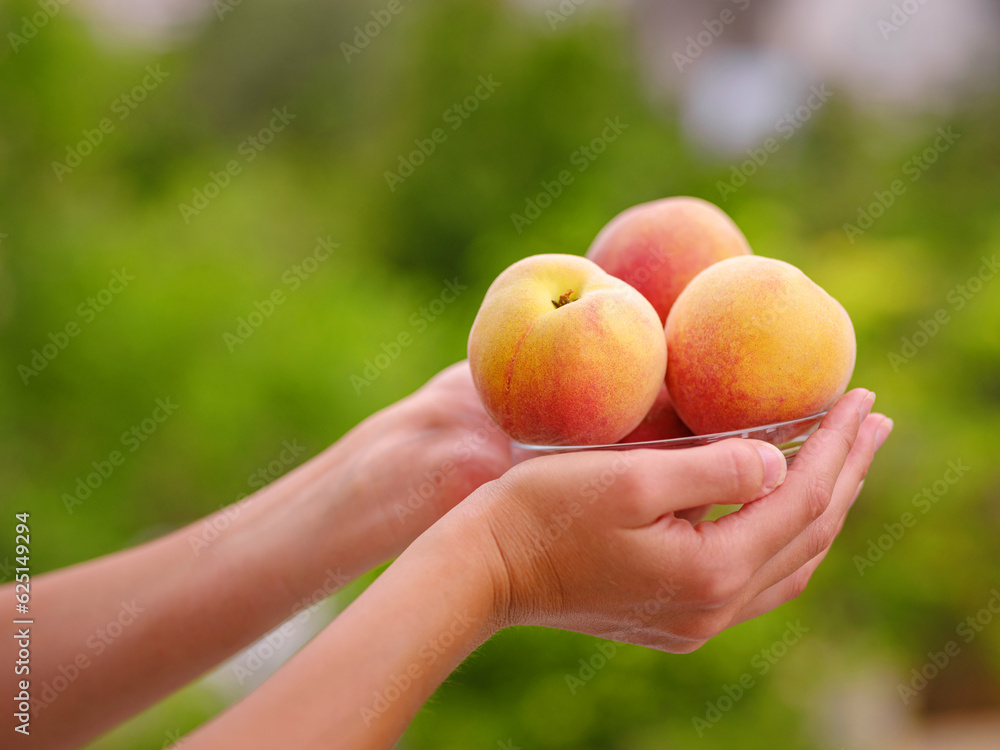 woman holding bowl of fresh peaches in her hands while standing in garden. Harvest background. Organic fruits. Farmer's market. woman holding bowl of fresh peaches in her hands while standing in garden. Harvest background. Organic fruits. Farmer's market.