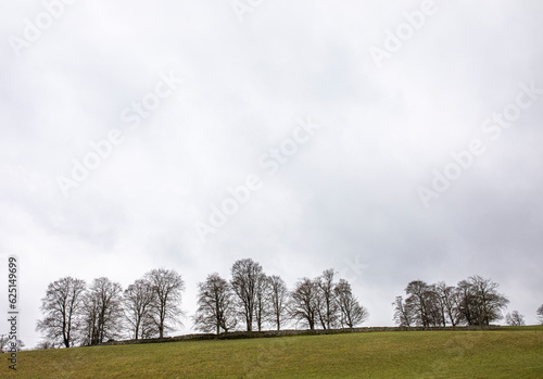 Title: Horizon trees photo