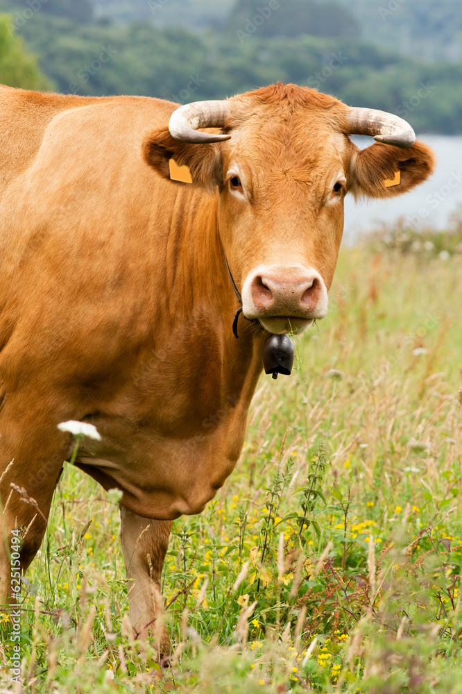 cow grazing in green grassy fields with trees in the background , Galician blond breed cow grazing in green grassy fields with trees in the background , Galician blond breed
