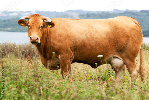 cow grazing in green grassy field with trees in the background , Galician blond breed