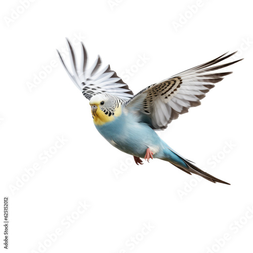 color bird looking isolated on white