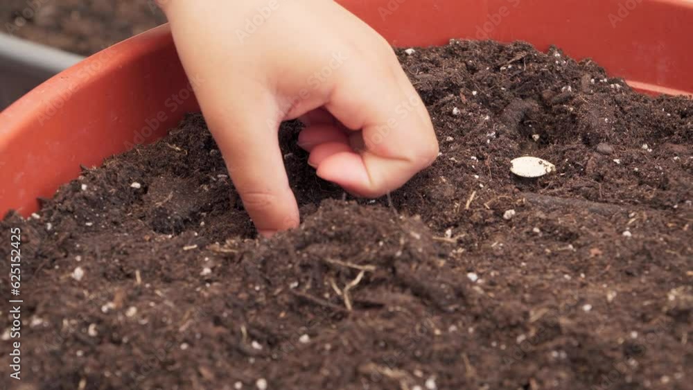 kid planting pumpkin seeds at a home orchard kid planting pumpkin seeds at a home orchard