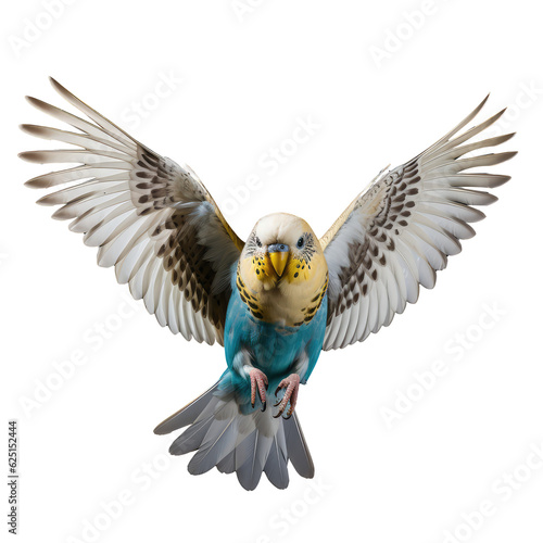 Fototapeta Naklejka Na Ścianę i Meble -  color bird looking isolated on white