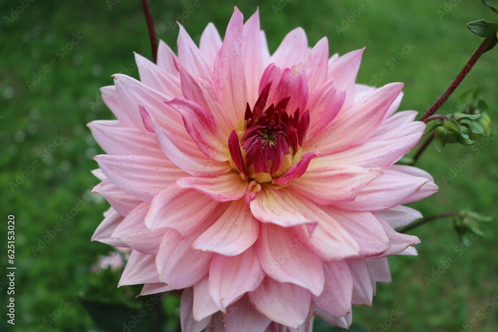 light pink georgina or dahlia flower in the summer garden light pink georgina or dahlia flower in the summer garden