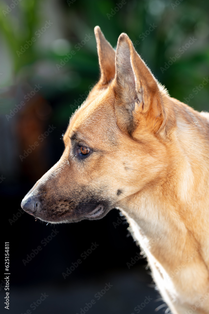 Close-up of German Shepherd Dog's head against a dark green background. Profile portrait with copy space