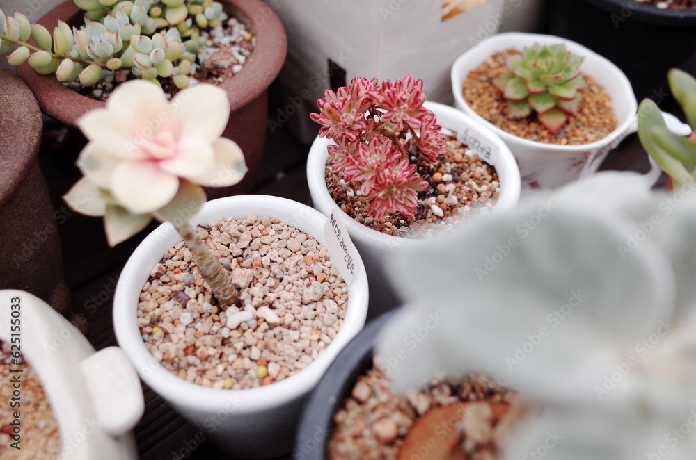 succulents farm succulents farm