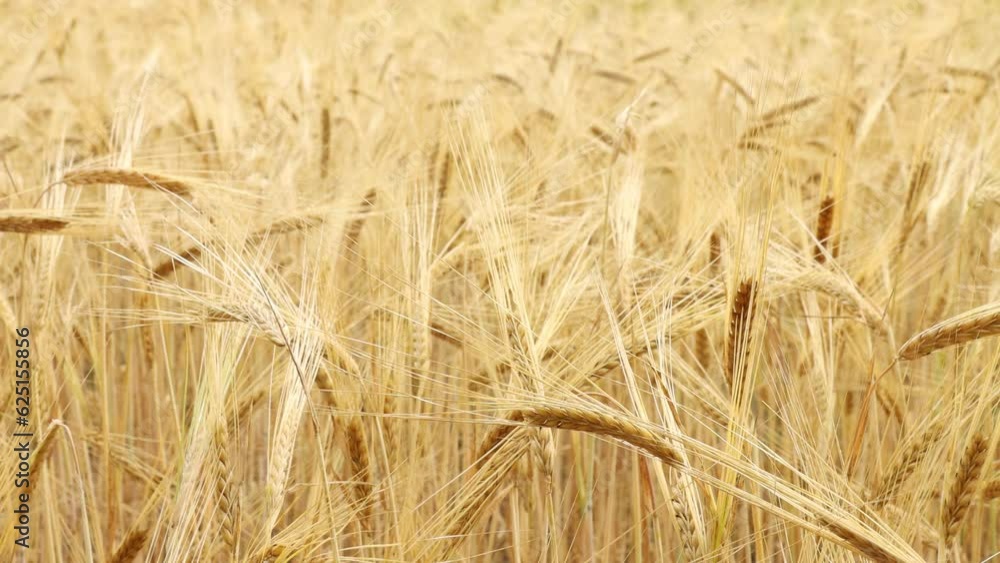 Light swaying of golden ears of wheat from a light summer breeze Light swaying of golden ears of wheat from a light summer breeze