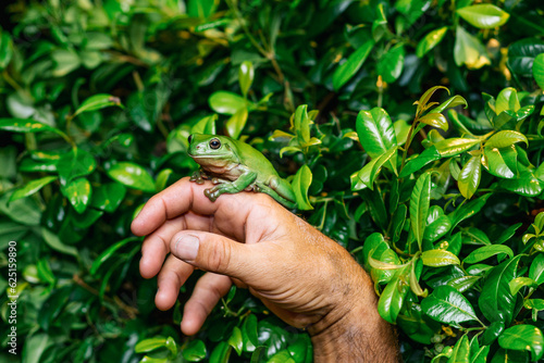 Green frog on a hand