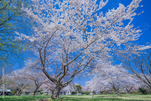 桜咲くオニウシ公園