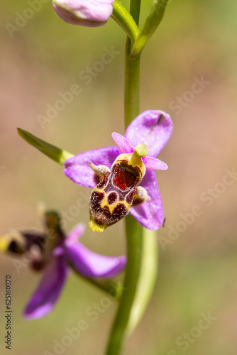 Wild orchid; scientific name; Ophrys minutula