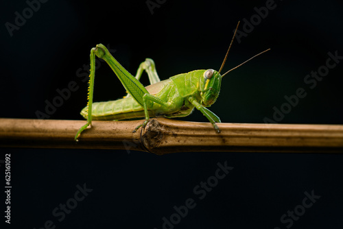 Young Locust Nymph (Grasshopper) on branch with Isolated black background, animal closeup