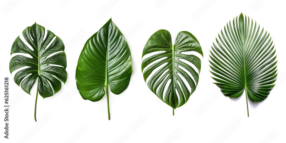 Set of tropical leaves on white background. Set of tropical leaves on white background.