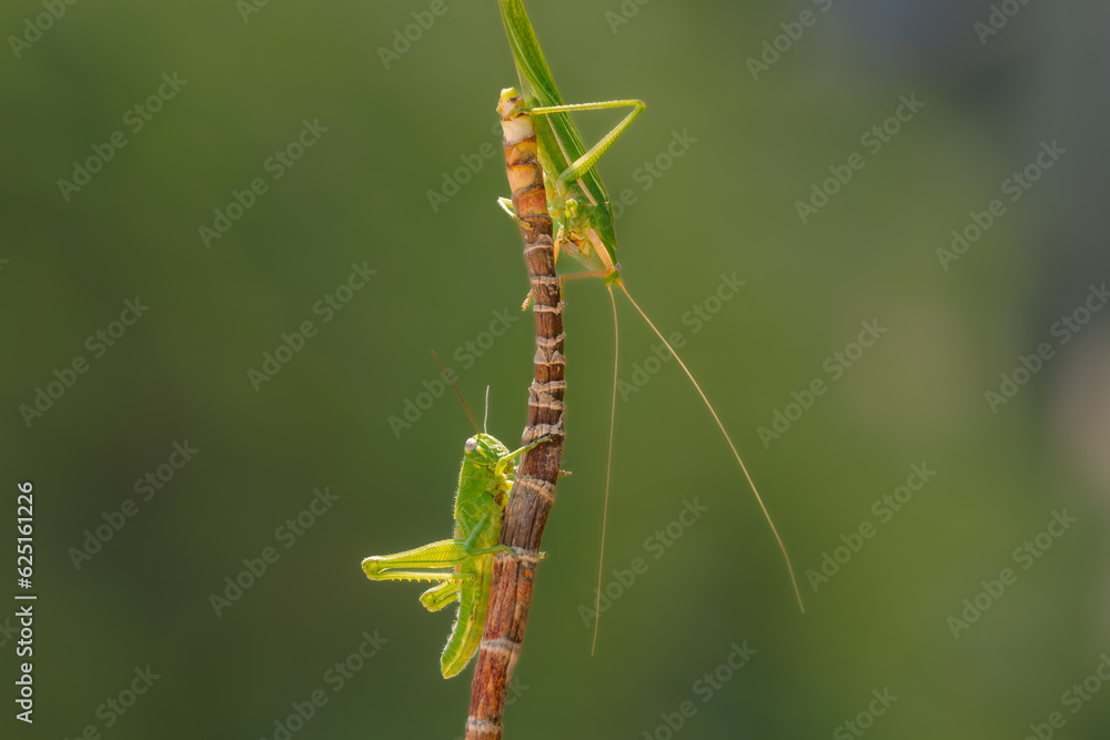 Two Grasshoppers on a branch with Isolated green background, animal closeup, animal Isolated green background Two Grasshoppers on a branch with Isolated green background, animal closeup, animal Isolated green background
