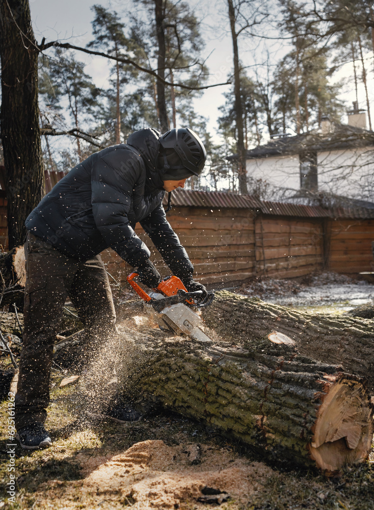 Woodcutter saws tree with chainsaw. Sawdust flies from chainsaw