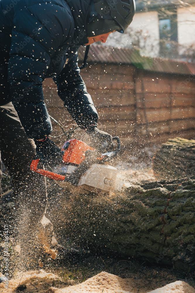 Woodcutter saws tree with chainsaw. Sawdust flies from chainsaw