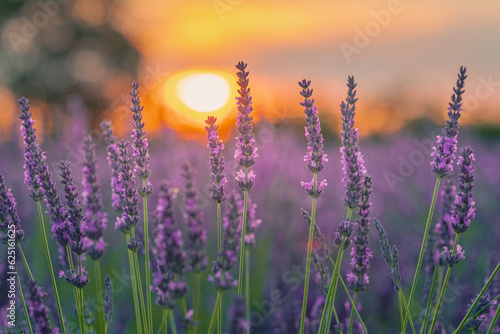 Fleurs de lavandes en gros plan au coucher du soleil sur le plateau de Valensole  en Provence  Sud de la France. 