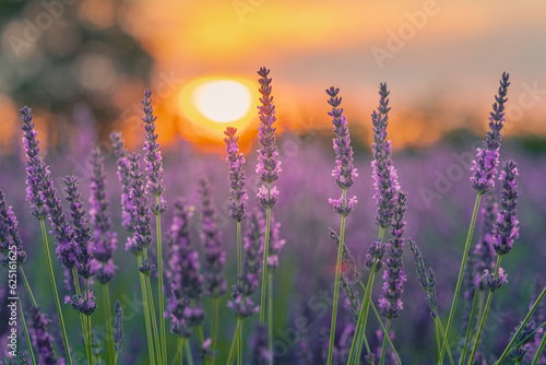 Fleurs de lavandes en gros plan au coucher du soleil sur le plateau de Valensole, en Provence, Sud de la France. 