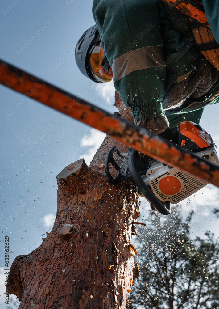 Low angle view of arborist cuts the trunk of an emergency tree with a chainsaw. Low angle view of arborist cuts the trunk of an emergency tree with a chainsaw.