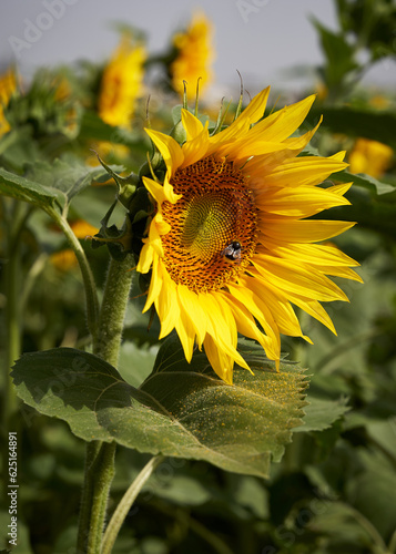 sunflower and bee isolated in colourful detail of the flower.