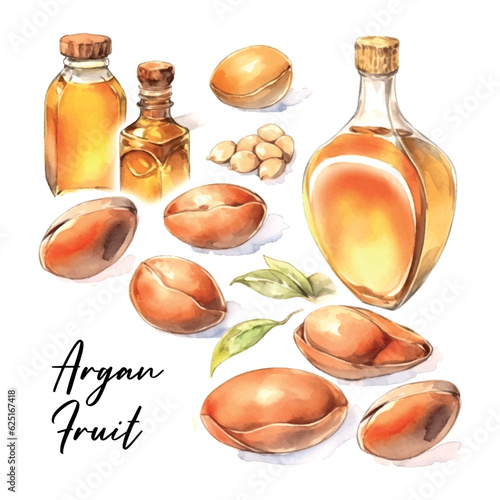 Argan fruit set watercolor in vintage style on white background.