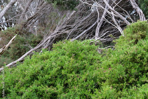 coastal foreshore landscape with windswept tea trees