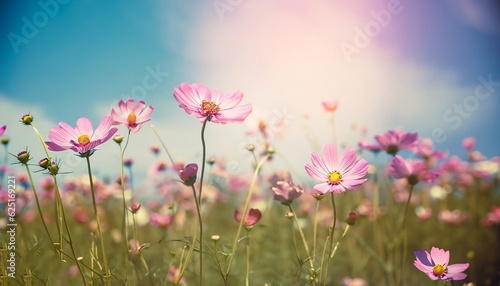 A vintage landscape of nature background with a beautiful cosmos flower field against the sky with sunlight