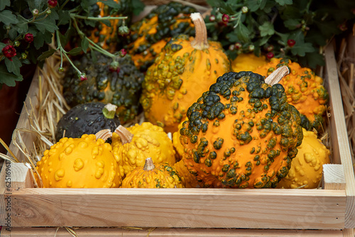 Orange decorative warty pumpkins with cones and warts in a wooden box close-up.
